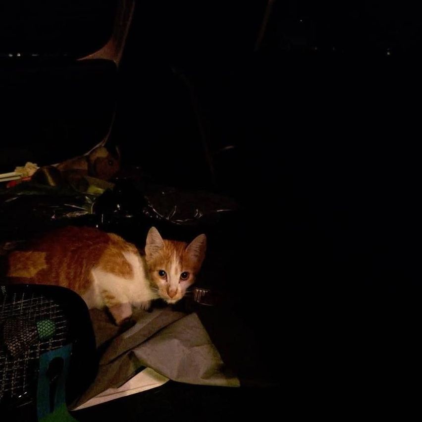 Eine Katze sitzt in einem dunklen Bereich, möglicherweise in einem Auto, mit einem verschwommenen Hintergrund.