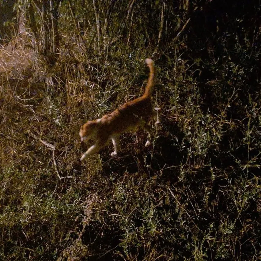 Eine Katze mit orangefarbenem Fell läuft nachts durch hohes Gras.