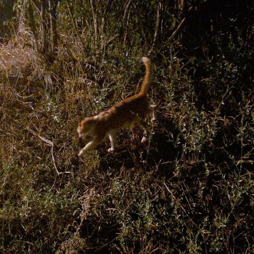Eine Katze mit orangefarbenem Fell läuft nachts durch hohes Gras.
