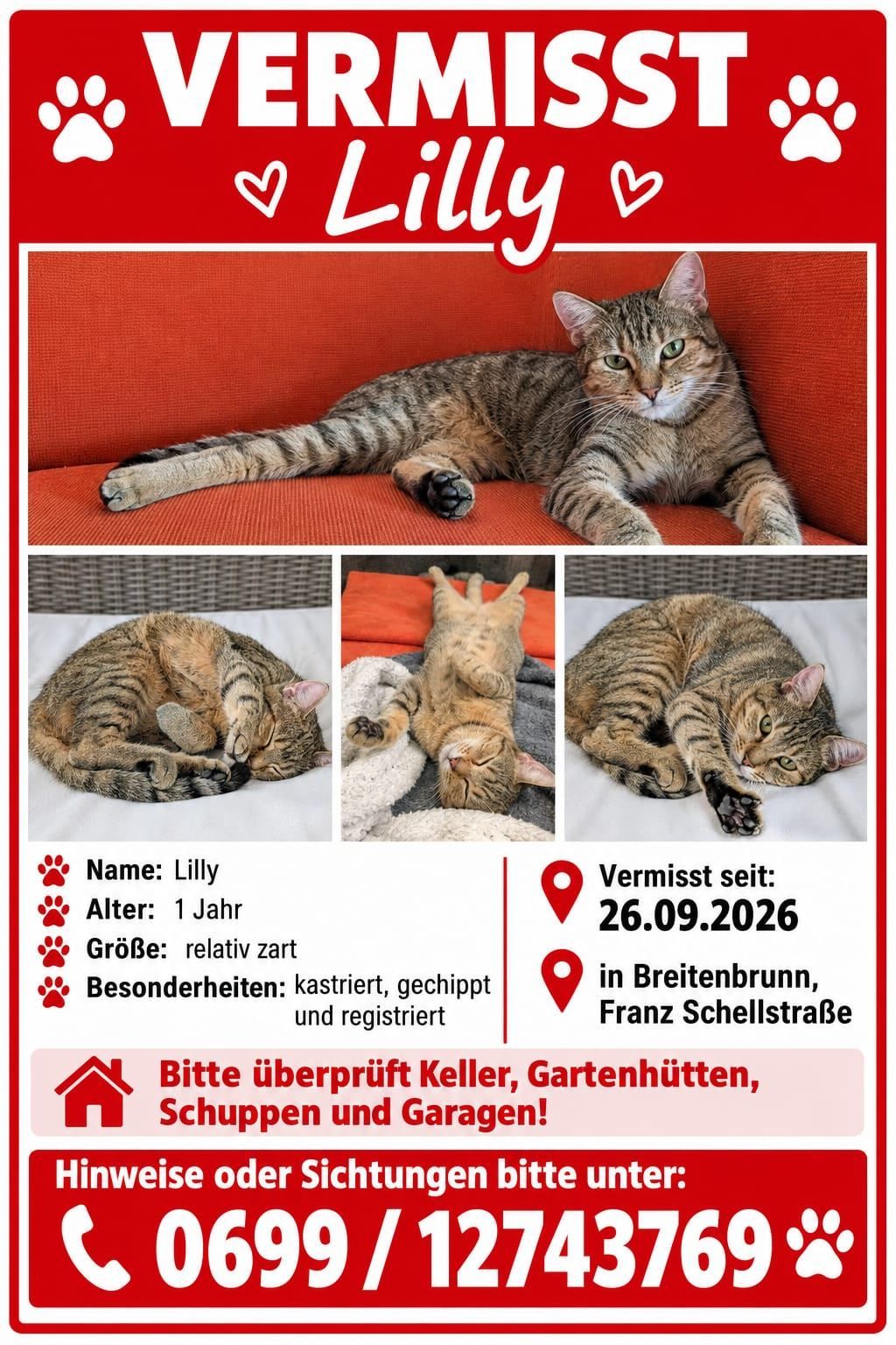 Ein Vermisst-Plakat für eine Katze namens Lilly, die ein Jahr alt ist, relativ sanftmütig, kastriert, gechippt und registriert. Die Katze ist in drei verschiedenen Posen abgebildet. Das Plakat enthält ein fehlendes Datum und einen fehlenden Standort.