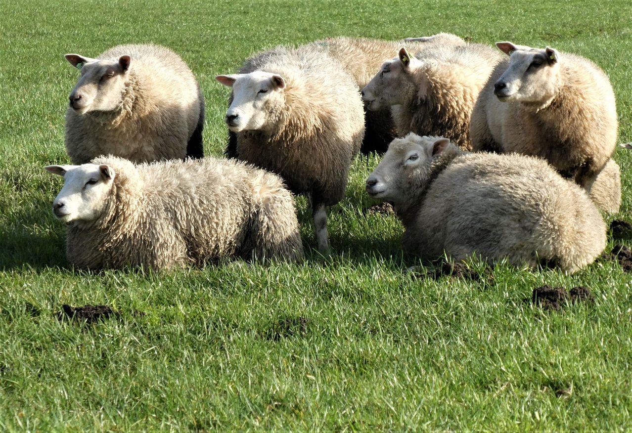 A group of sheep with white faces and brown coats are grazing on a green field. Some sheep are lying down while others are standing.