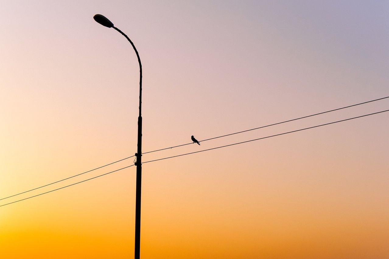 A silhouette of a bird perched on a power line at sunset, with a streetlight in the foreground.