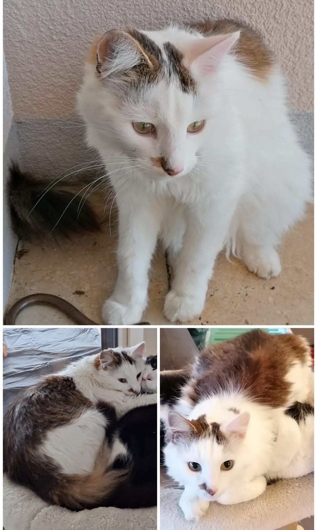 A collage shows a white cat, a tabby cat, and a black cat. The white cat looks directly at the camera. The tabby cat is lying down while the black cat is sitting.