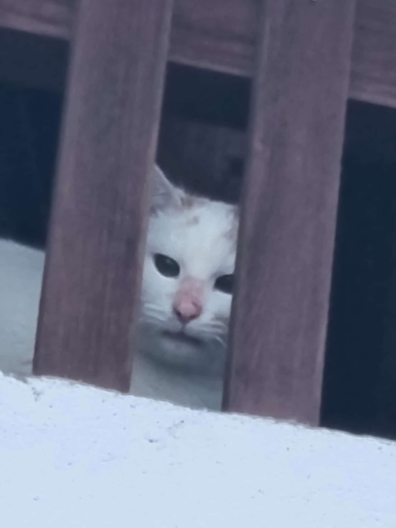 Eine weiße Katze mit orangefarbenen Flecken lugt durch einen Holzzaun. Die Augen der Katze sind sichtbar und sie scheint nach rechts zu schauen.