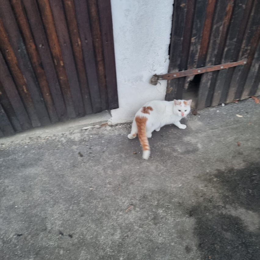 Eine weiße Katze mit orangefarbenen Flecken steht vor einer Holztür. Die Tür ist geschlossen und es gibt ein kleines Loch in der Mitte. Der Boden ist aus Beton.