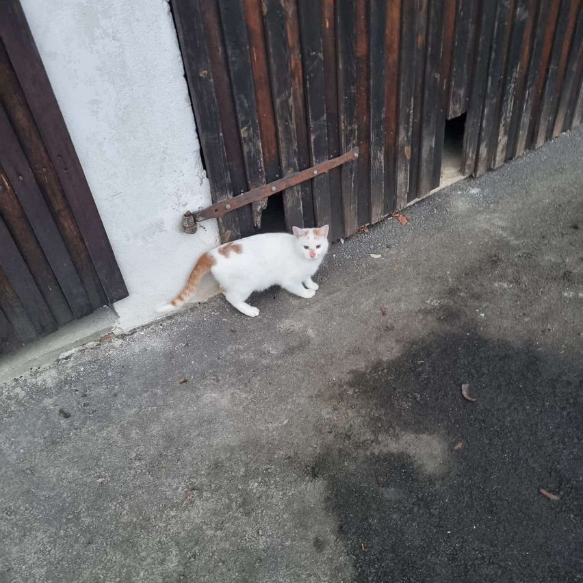 Eine weiße Katze mit orangefarbenen Flecken steht auf einer Betonfläche in der Nähe eines Holztors.