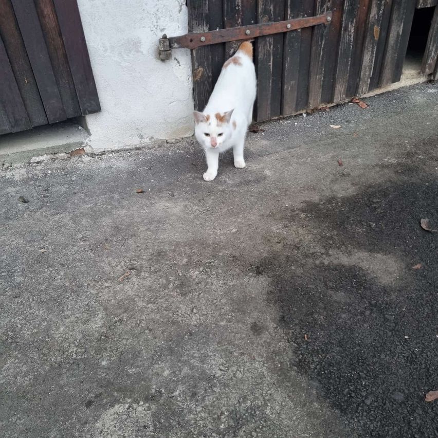 Eine weiße Katze mit braunen Flecken steht neben einer Holztür mit Metallscharnieren auf einem Betonweg.