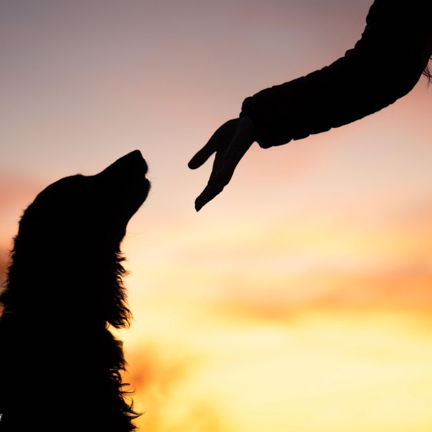 Eine Silhouette eines Hundes, der zu einer Hand aufblickt, die sich auf ihn zubewegt. Der Himmel ist mit den Farben des Sonnenuntergangs gefüllt.