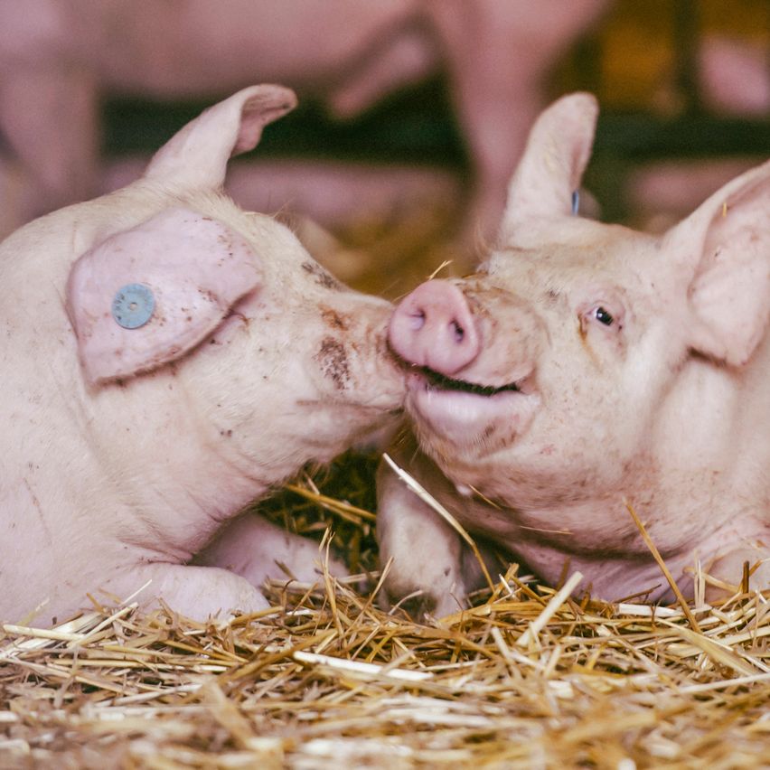 Zwei Schweine liegen auf einem Strohbett, eines mit einem blauen Ohrring, sie wirken zufrieden und sauber.