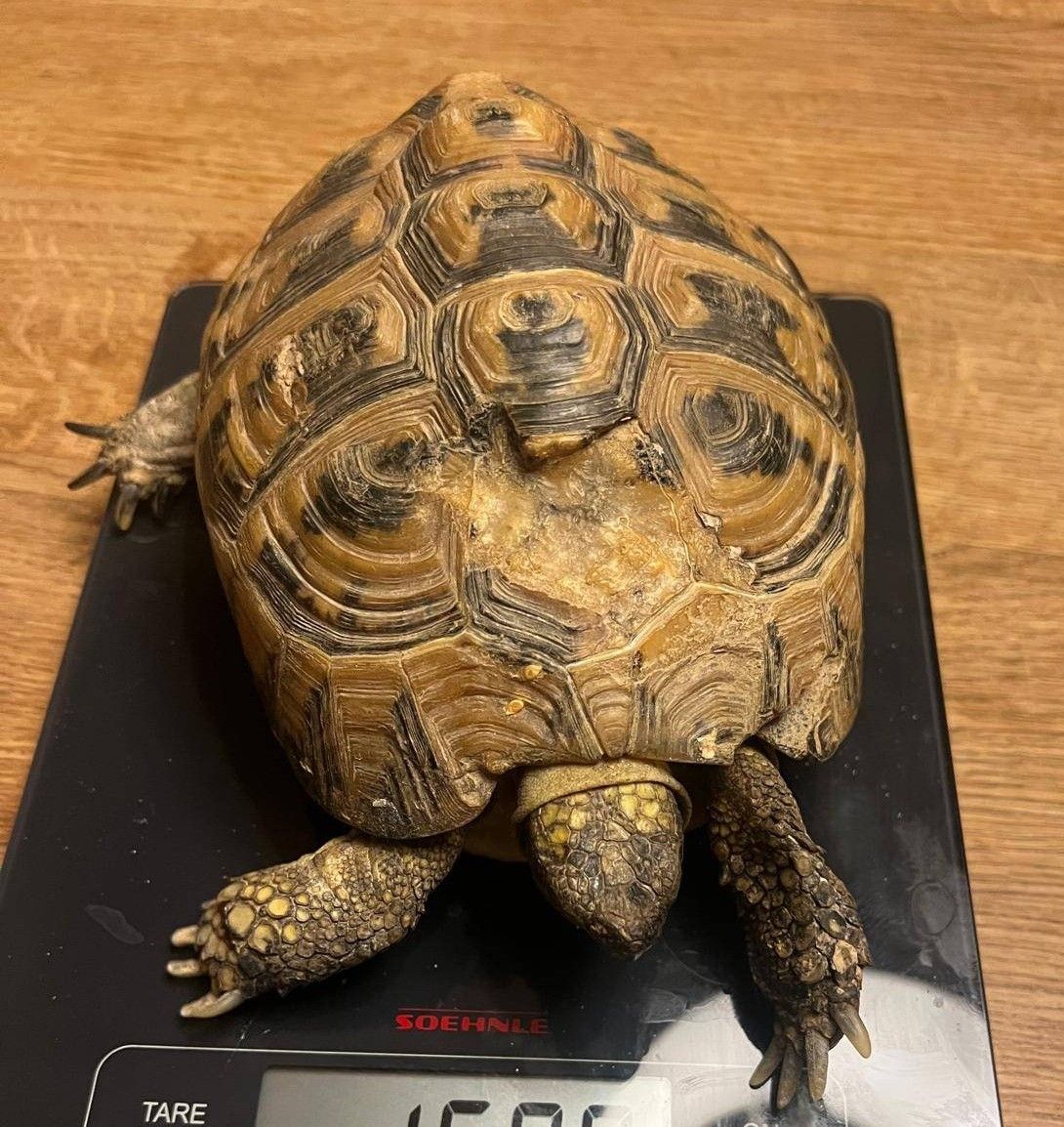 Eine Schildkröte mit gemustertem Panzer sitzt auf einer digitalen Waage auf einer Holzoberfläche.