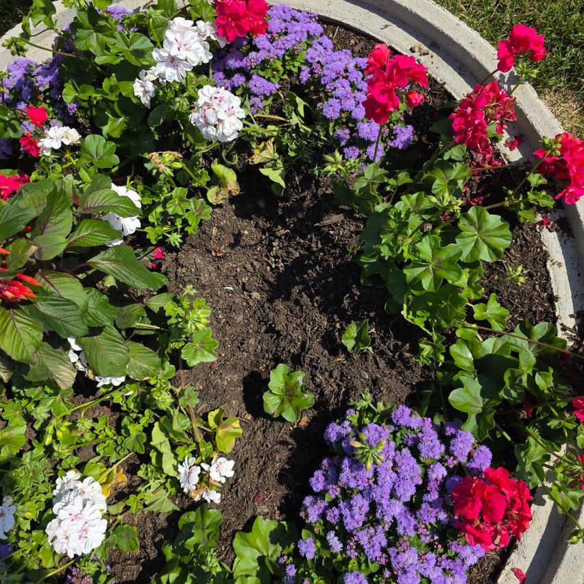 Ein kreisförmiges Blumenbeet mit einer Vielzahl bunter Blumen, darunter rote, weiße und lila Geranien, mit üppigen grünen Blättern und einem zentralen Bereich mit freiliegendem Boden.