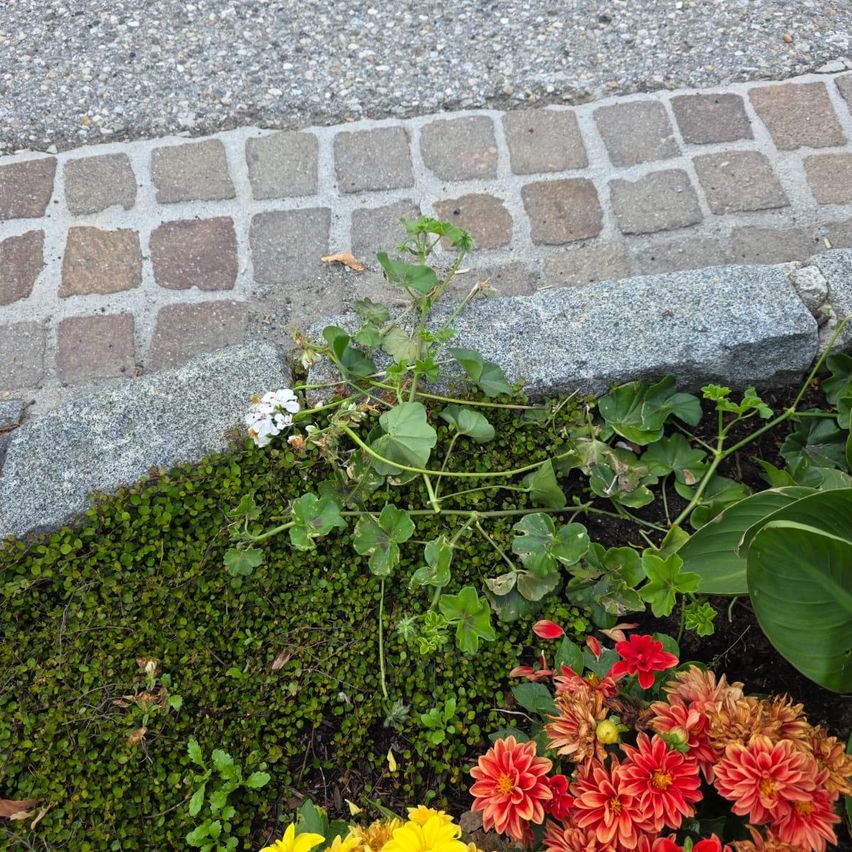 Ein Bürgersteig mit gepflasterter Straße und einem Steinbord, gesäumt von einem grünen Rasen mit kleinen weißen Blumen und roten und gelben Dahlien.