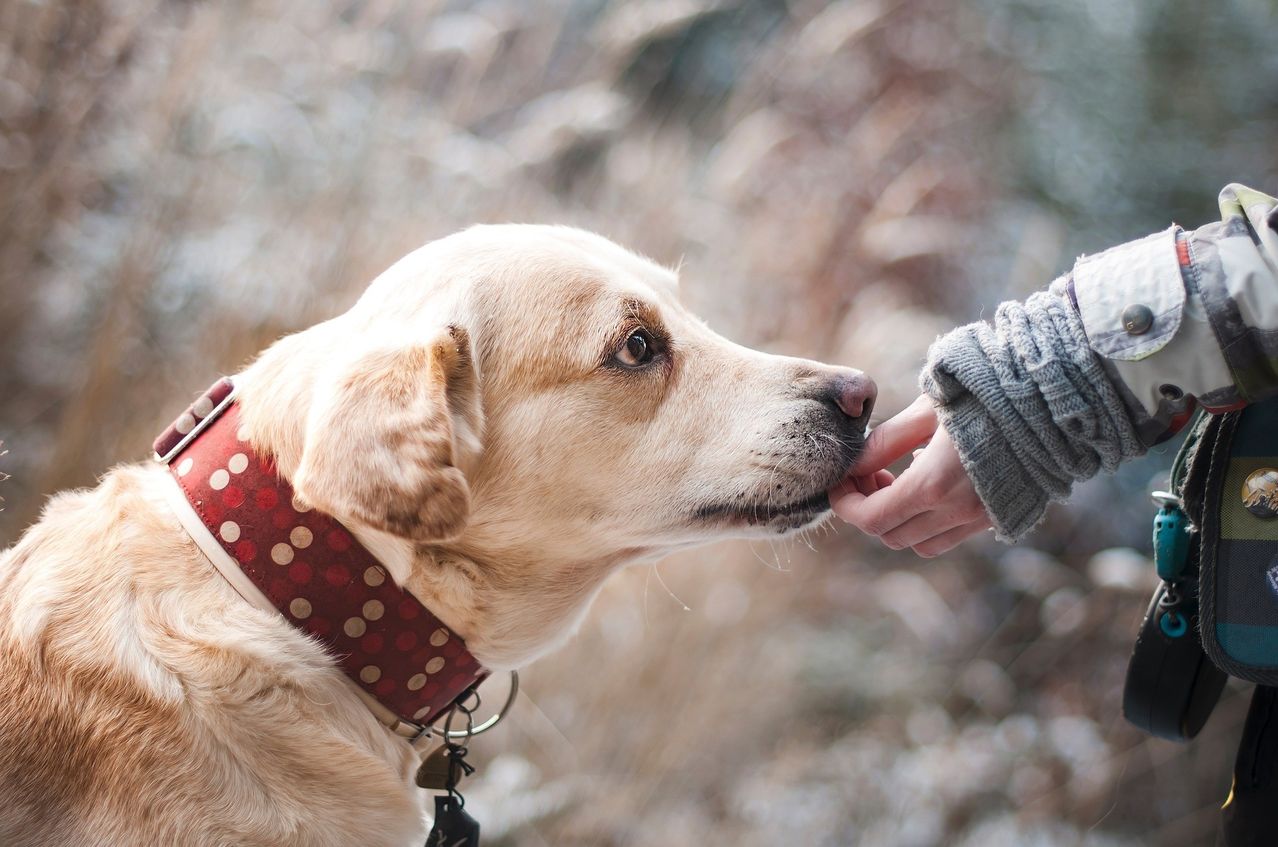 Ein hellbrauner Hund mit rotem Punktkragen wird von einer Person in einem grauen Pullover gekrault.