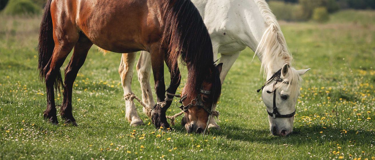 Bild enthält, Field, Grassland, Nature, Outdoors, Countryside, Grazing, Pasture, Ranch, Colt Horse, Horse