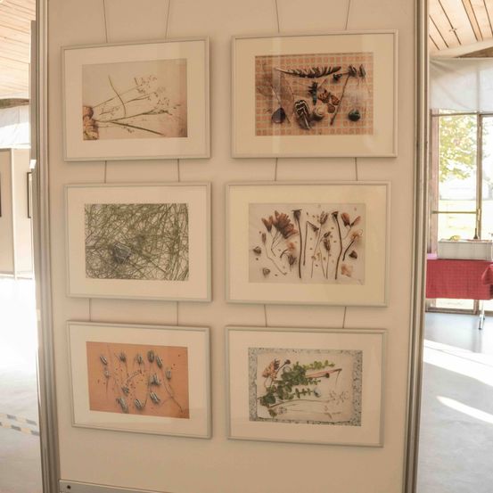 An einer weißen Wand hängen sechs gerahmte botanische Illustrationen. Jeder Rahmen zeigt verschiedene Pflanzen und Insekten mit detaillierten Zeichnungen. Im Hintergrund ist ein roter Tischläufer neben einem Fenster zu sehen.