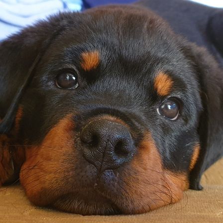 Nahaufnahme eines jungen Rottweiler-Welpen mit schwarz-braunem Fell, der auf einer braunen Oberfläche liegt. Er hat große braune Augen und schaut geradeaus.