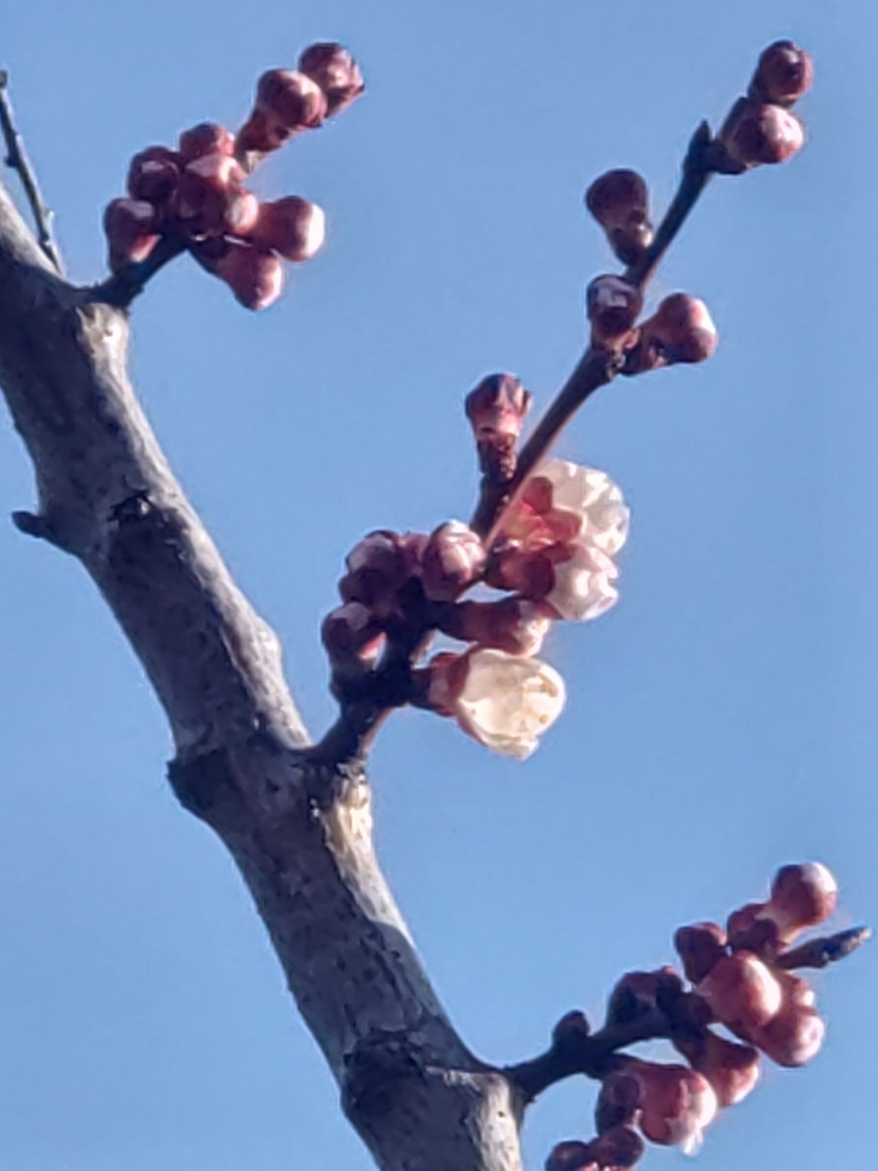 A close-up view of a tree branch with buds and blossoms against a blue sky, showcasing early spring growth.