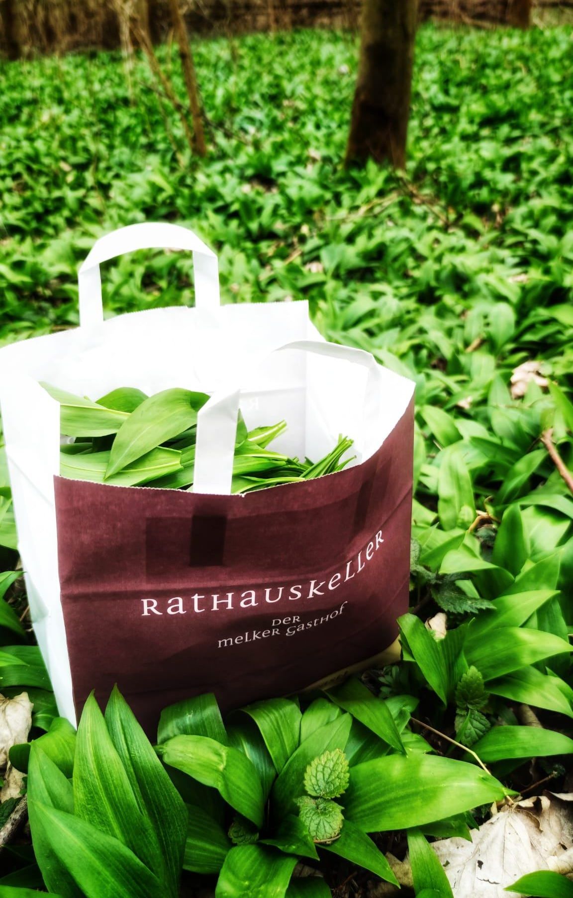 Ein weißer und brauner Papierbeutel mit einem Henkel, gefüllt mit grünen Blättern, liegt auf einem Bett aus grünen Blättern. Der Beutel hat den Text 'Rathauskeller' in Weiß und 'Der Melker Gasthof' in kleinerem Text.