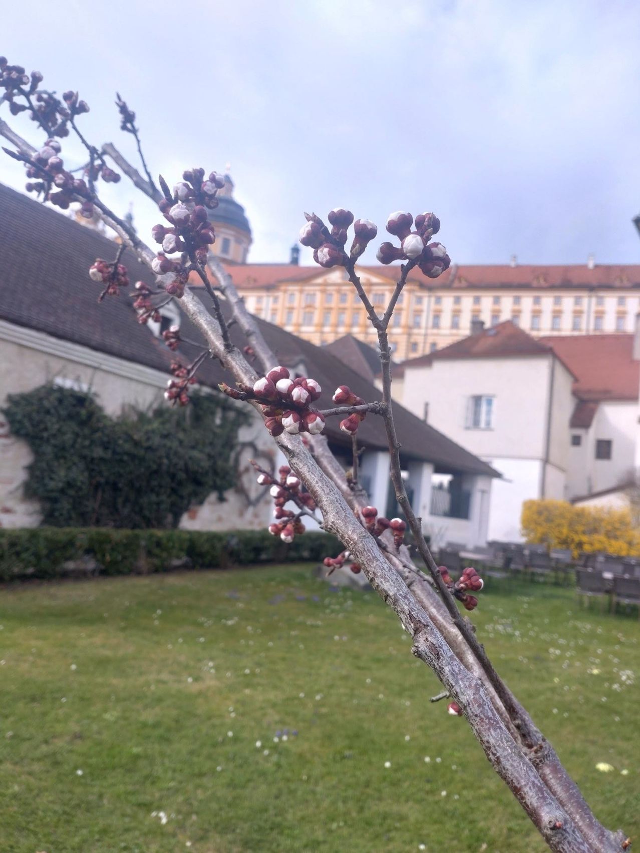 Eine Nahaufnahme eines Zweigs mit roten und weißen Blüten vor dem Hintergrund eines historischen Gebäudes mit roten Dächern und einem grünen Rasen.