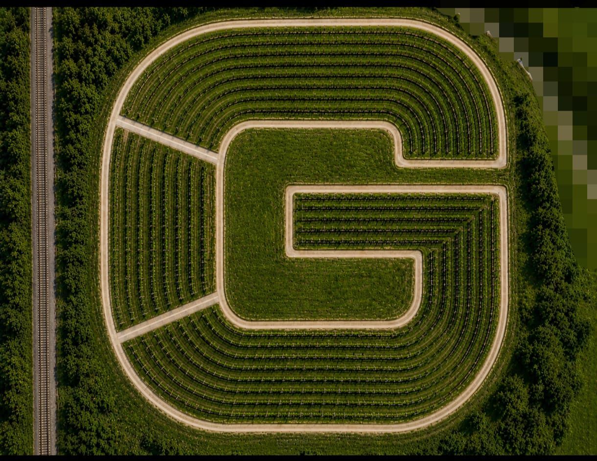 An aerial view of a large, green crop field arranged in a geometric pattern resembling the letter G, surrounded by dirt paths.
