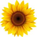 Café Sonnenblume-Logo