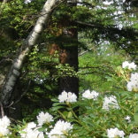 v1_migrated_image_68302134