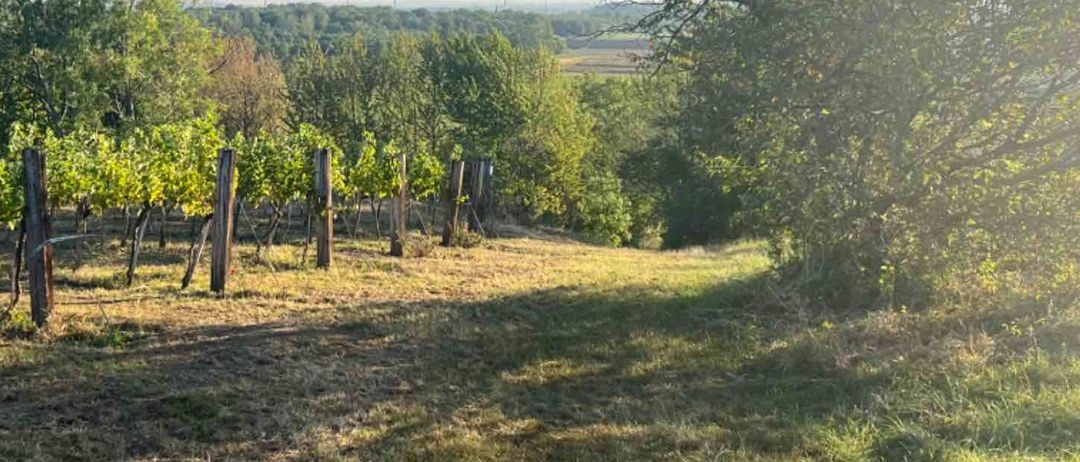 v1_migrated_image_24986190