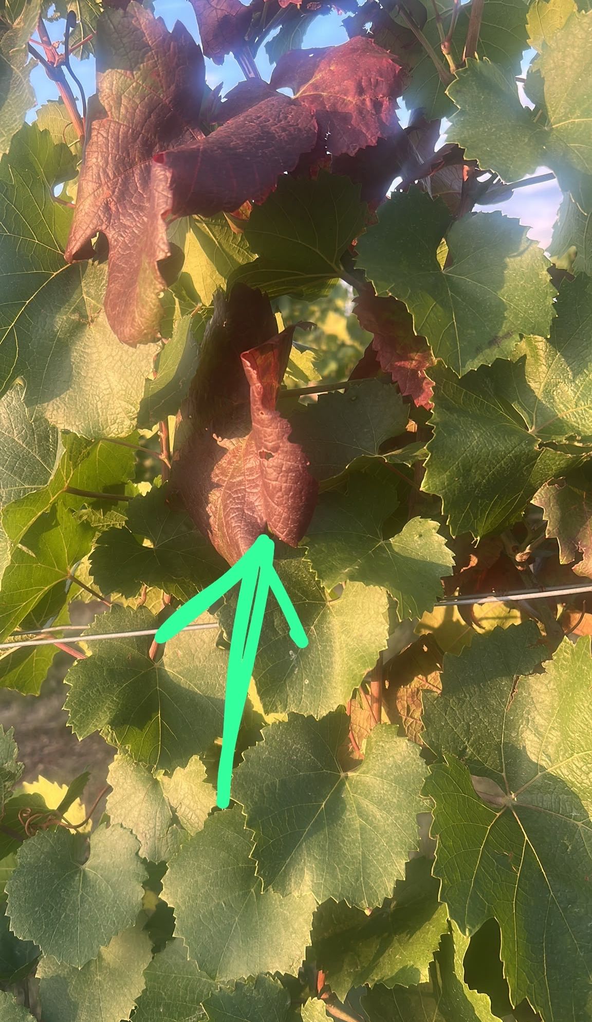 Ein Nahaufnahme eines Weinbergs mit grünen Blättern und einem braunen Blatt, auf das ein grüner Pfeil nach oben zeigt.