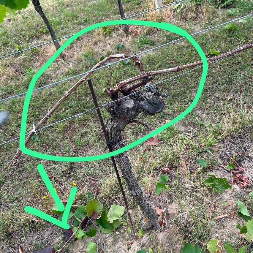 Ein Weinberg mit einem umkreisten Bereich, der eine Rebe mit einem grünen Pfeil nach unten zeigt. Der umkreiste Bereich hebt einen Ast mit einem Knoten und einigen Blättern hervor.