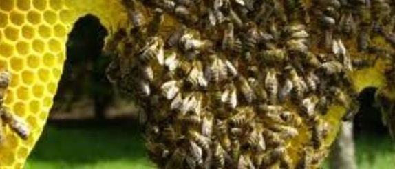 v1_migrated_image_30425900