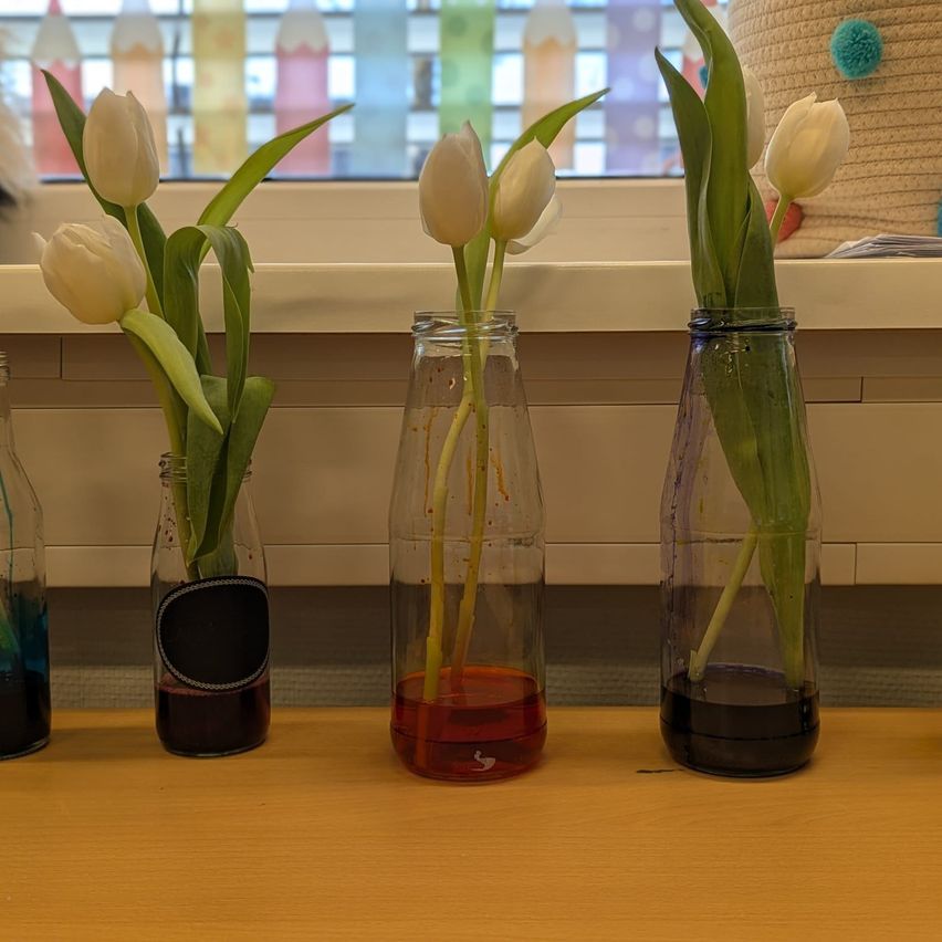 Drei durchsichtige Gläser mit Tulpen in verschieden farbigen Flüssigkeiten auf einem Tisch in der Nähe eines Fensters mit bunten Stiften.