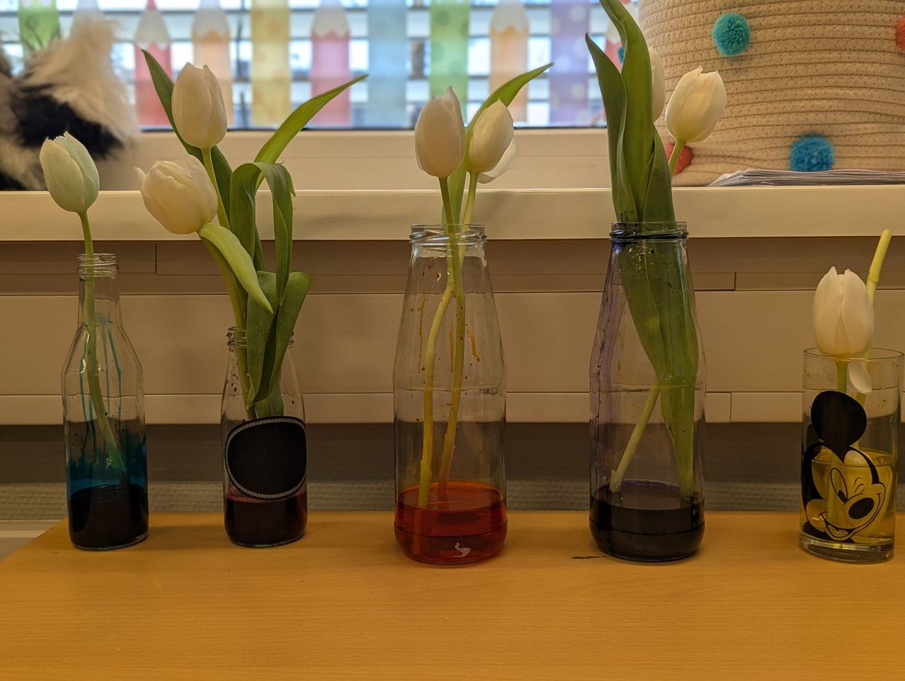 Drei durchsichtige Gläser mit Tulpen in verschieden farbigen Flüssigkeiten auf einem Tisch in der Nähe eines Fensters mit bunten Stiften.