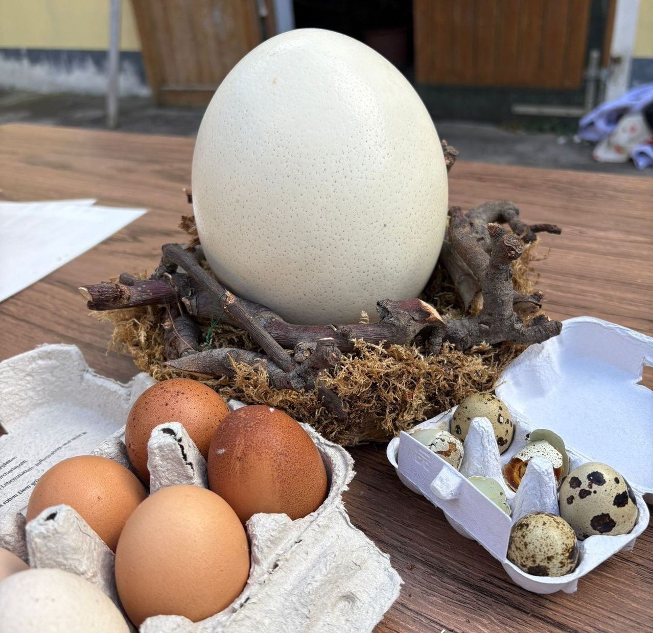 Ein großes Ei auf einem Nest mit Zweigen steht auf einem Holztisch mit zwei Eierkartons. Ein Karton enthält braune Eier und der andere gesprenkelte Wachteleier.