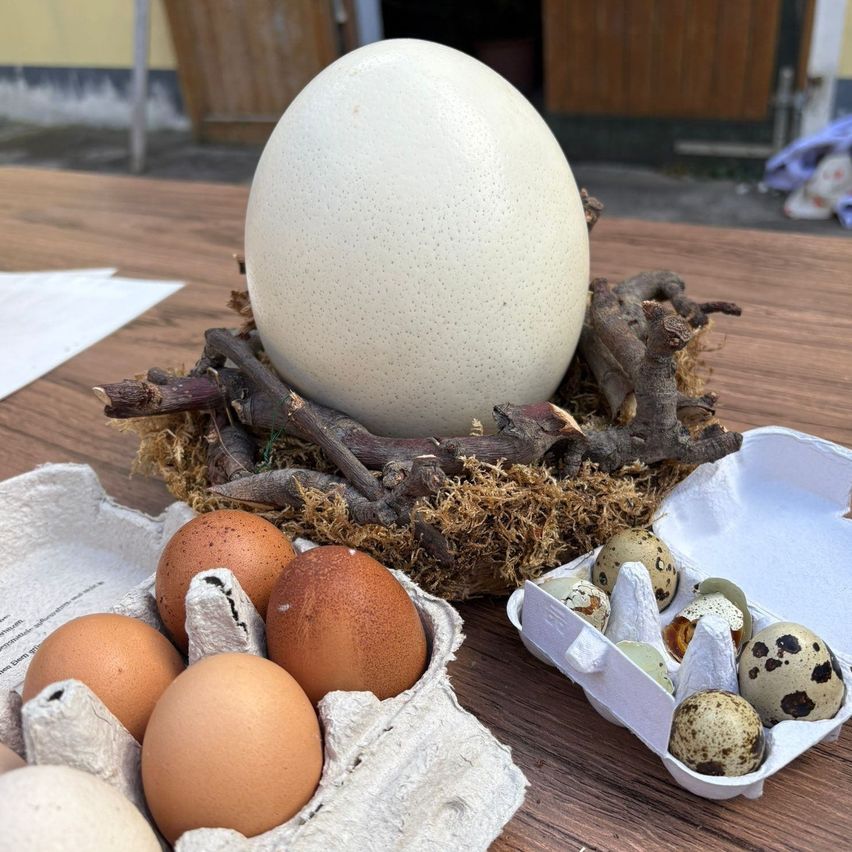 Ein großes Ei auf einem Nest mit Zweigen steht auf einem Holztisch mit zwei Eierkartons. Ein Karton enthält braune Eier und der andere gesprenkelte Wachteleier.