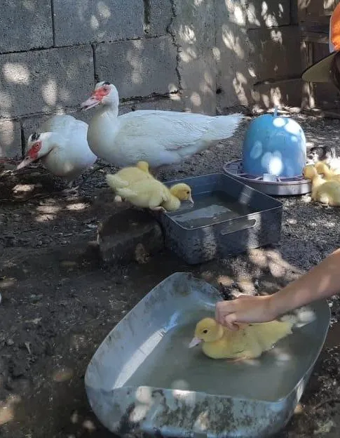 Eine Person hält ein kleines Entenküken in einer Wanne mit Wasser, während zwei erwachsene Enten und mehrere Küken in der Nähe sind.