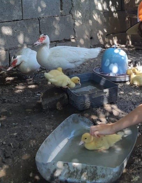 Eine Person hält ein kleines Entenküken in einer Wanne mit Wasser, während zwei erwachsene Enten und mehrere Küken in der Nähe sind.