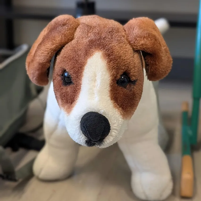 Ein Nahaufnahme eines gepolsterten Jack Russell Terriers mit braunem und weißem Fell, der direkt in die Kamera schaut.
