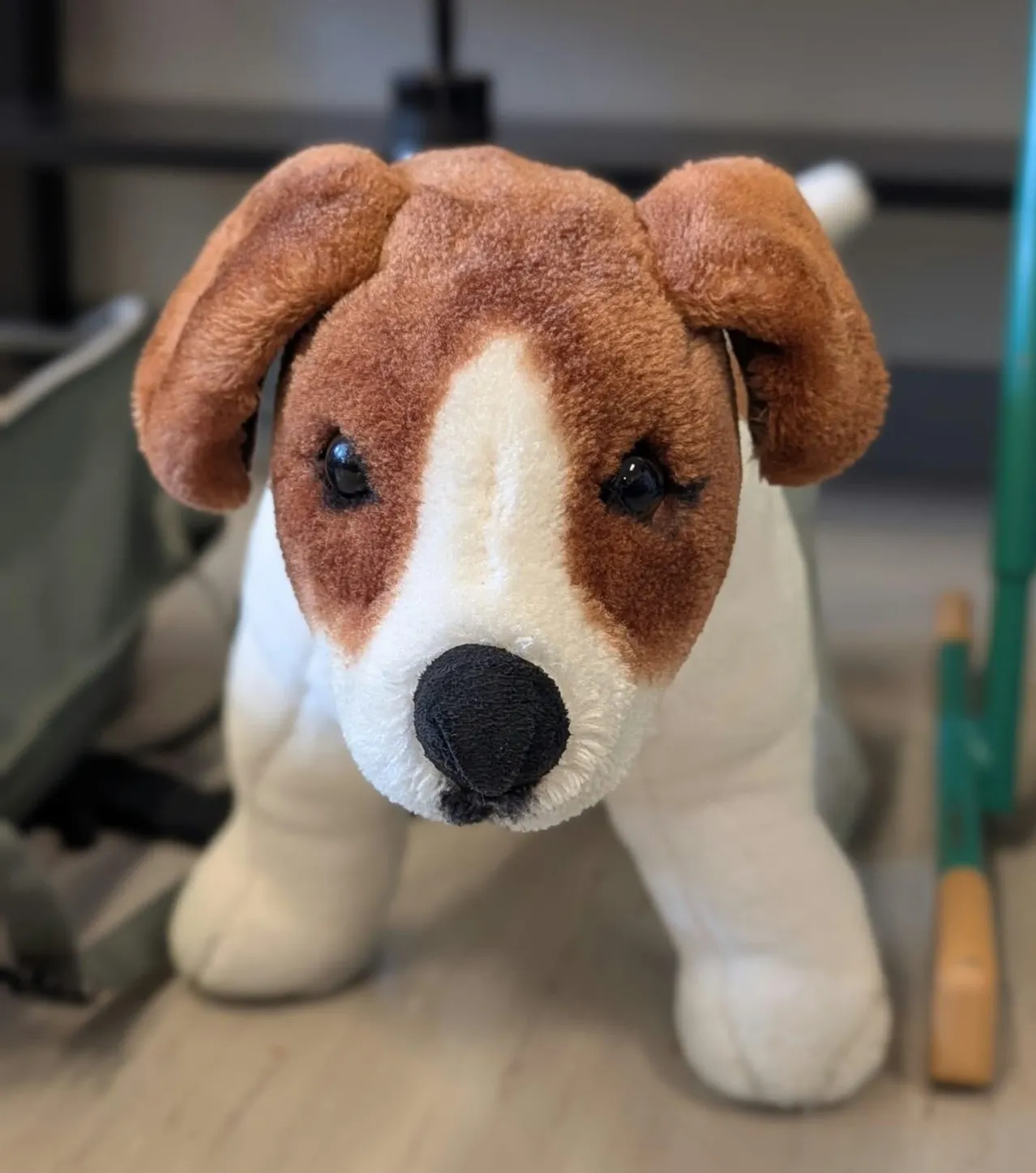 Ein Nahaufnahme eines gepolsterten Jack Russell Terriers mit braunem und weißem Fell, der direkt in die Kamera schaut.