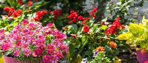 Ein Nahaufnahme eines Gartens mit einer Vielzahl von Blumen, darunter rosa Gänseblümchen, rote Rosen und lila Blumen, alle in voller Blüte.