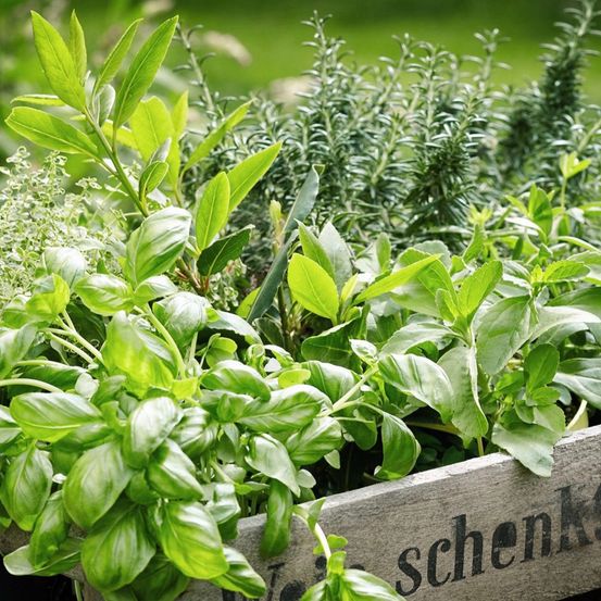 Ein Holzkasten voller verschiedener grüner Kräuter, einschließlich Basilikum und Rosmarin, vor einem verschwommenen grünen Hintergrund.