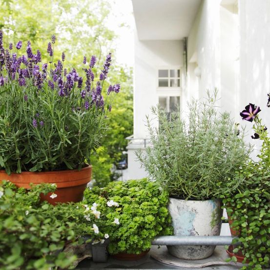 Ein Balkon mit mehreren Topfpflanzen, darunter Lavendel, Rosmarin und Kräuter, vor dem Hintergrund eines weißen Gebäudes.