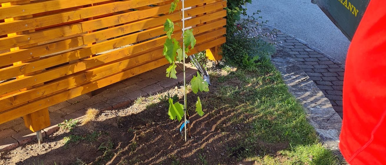 Bild enthält, Backyard, Nature, Outdoors, Yard, Interior Design, Wood, Grass, Potted Plant, Garden, Leaf