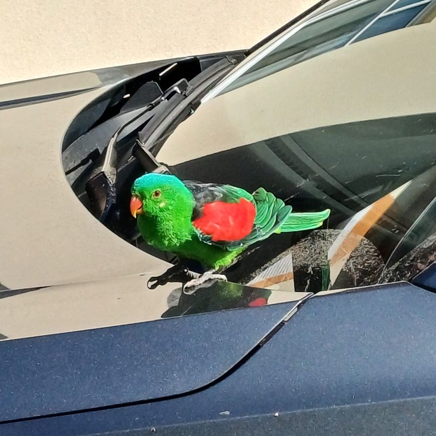 Ein grün-roter Papagei thront auf der Windschutzscheibe eines dunkelblauen Autos, sein Spiegelbild ist auf der Scheibe sichtbar.