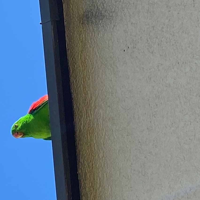 Ein grüner Papagei mit roten Federn am Rücken hockt an der Seite eines Gebäudes. Die Wand ist weiß und der Himmel ist blau.