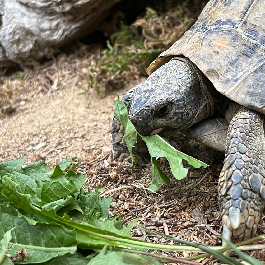 A tortoise is eating a green leaf on the ground. The tortoise has a textured shell and is surrounded by dry leaves.