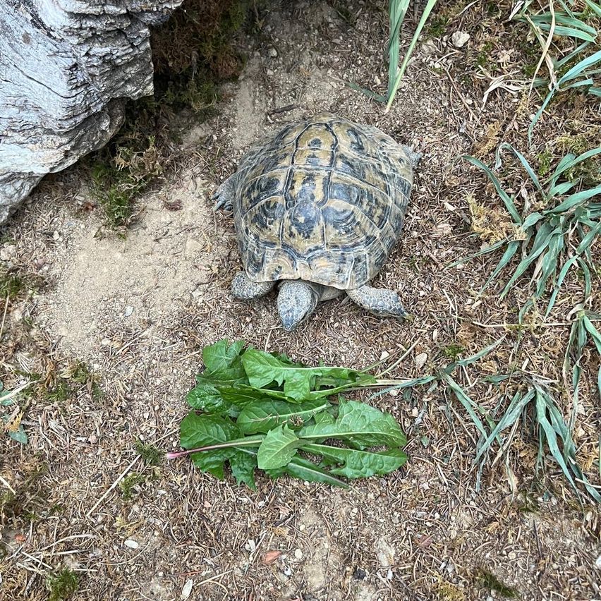 A tortoise is resting on the ground near a rock and some green leaves.