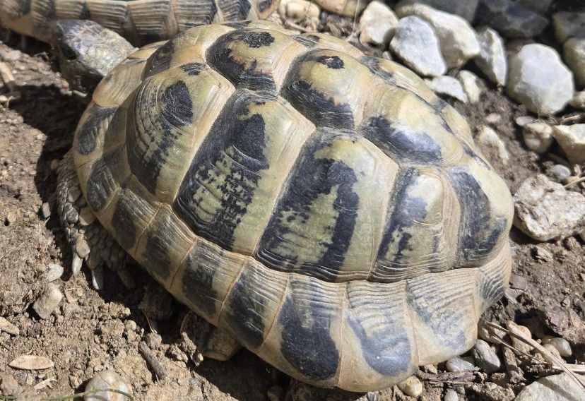 Eine Nahaufnahme einer Schildkröte auf felsigem Boden. Die Schildkröte hat einen braunen Panzer mit schwarzen Flecken.