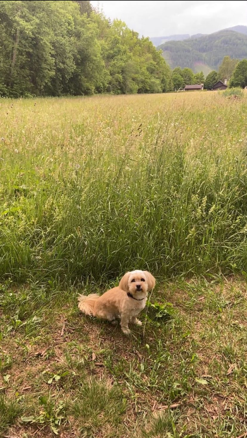 Ein kleiner Hund mit flauschige weißem Fell sitzt in einem Feld aus hohem grünem Gras. Der Hund schaut geradeaus mit aufgestellten Ohren.