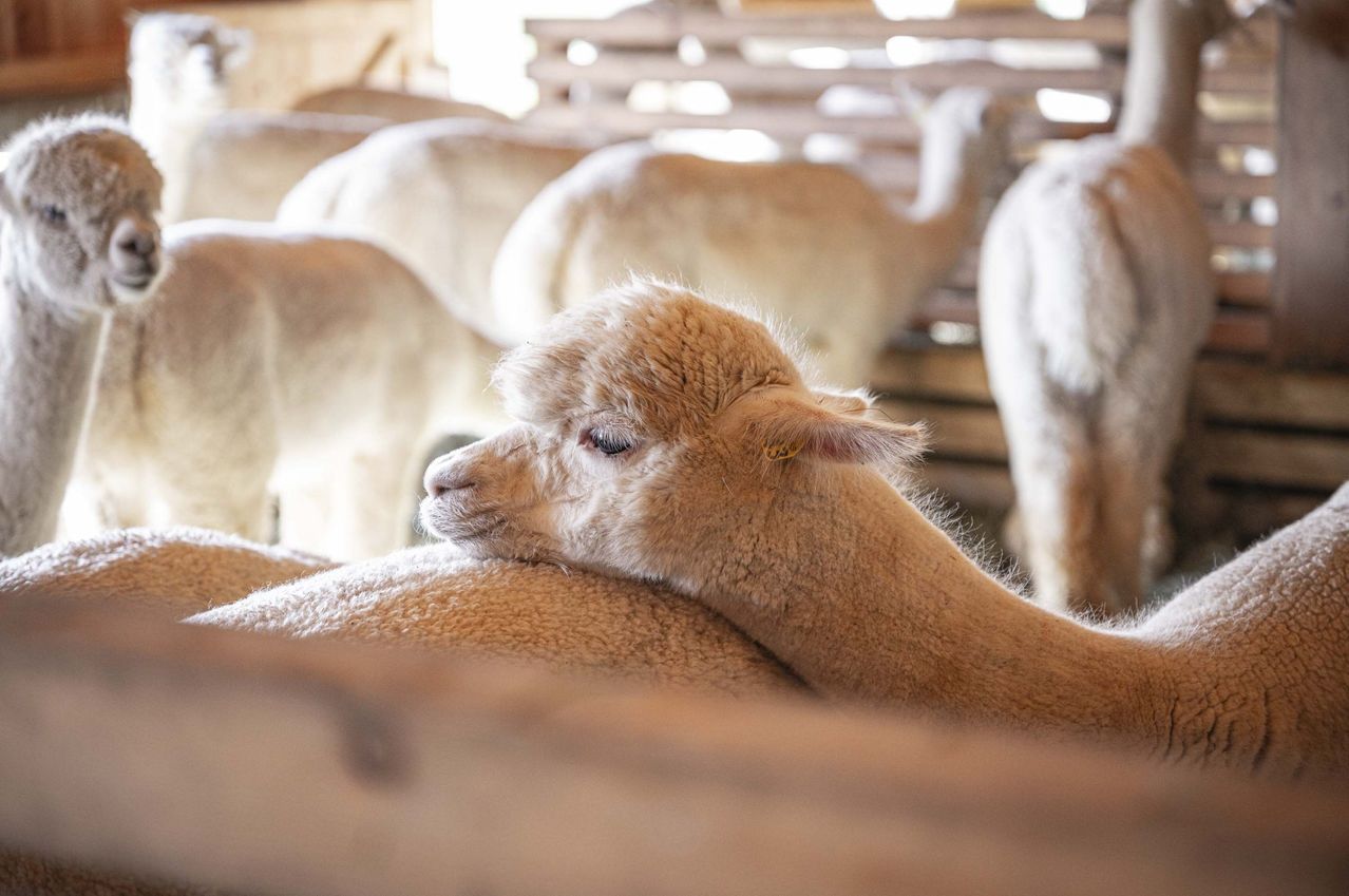 Ein Nahaufnahme eines jungen Alpakas mit flauschige Kopf und weichem Fell, ruht auf einem anderen Alpaka in einem Stall.