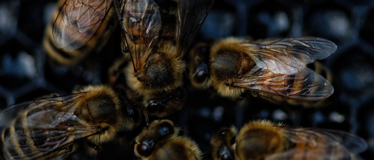 Bild enthält, Animal, Bee, Honey Bee, Insect, Invertebrate, Apidae, Bumblebee, Wasp